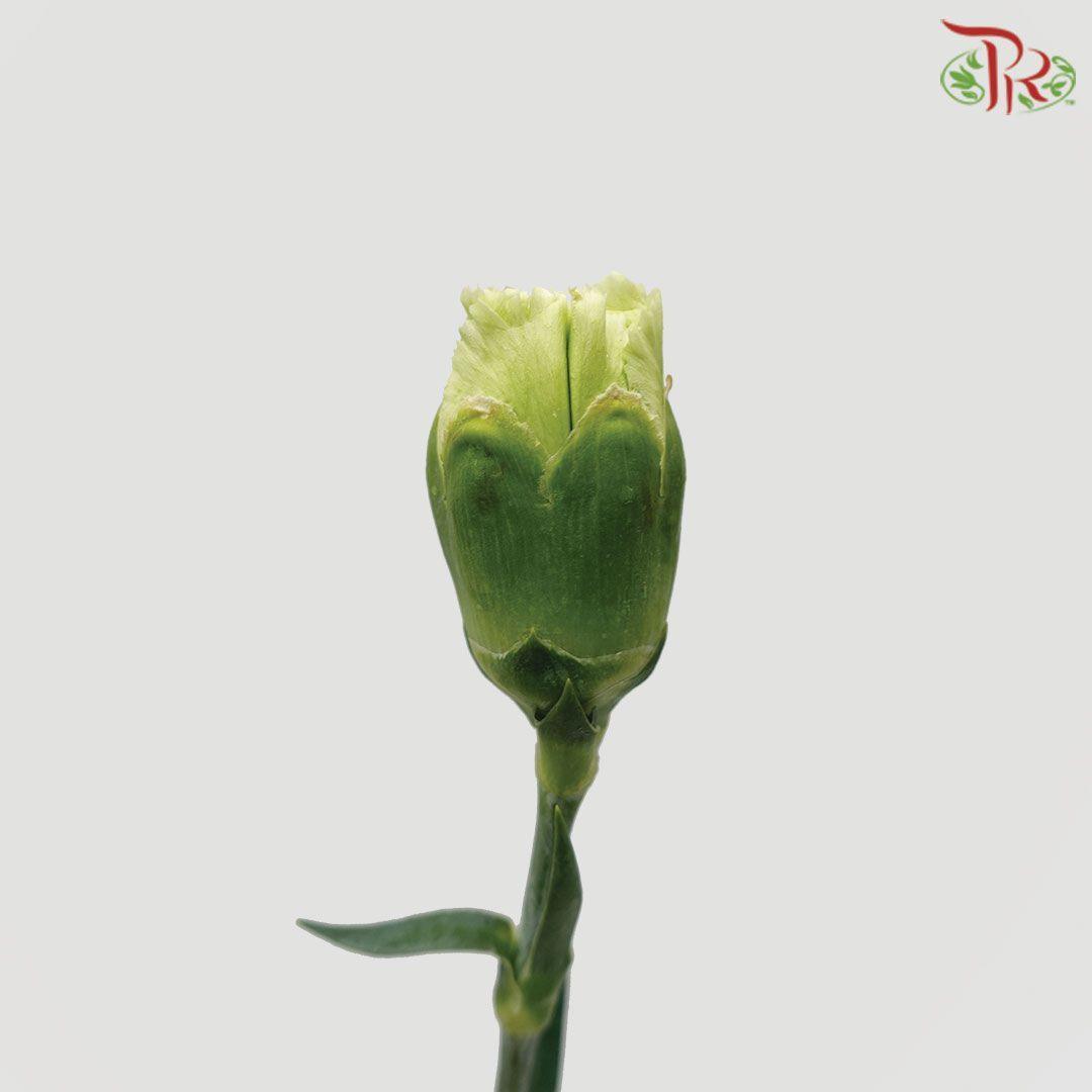 Carnation - Green (18-20 Stems) - Pudu Ria Florist