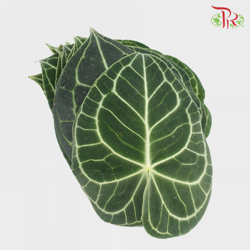 Turtle Leaf - L (10 Stems) - Pudu Ria Florist