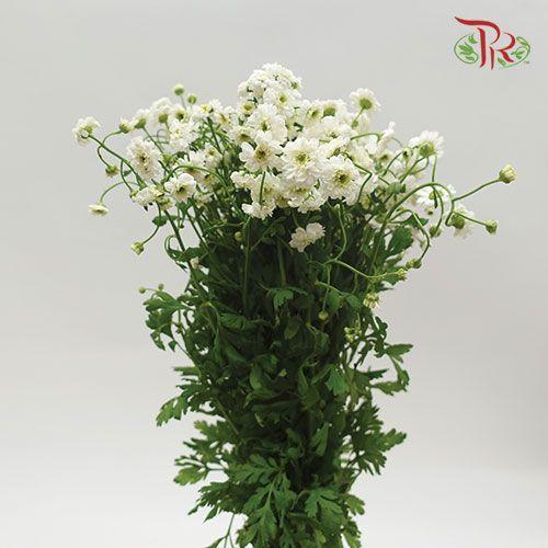 Double Matricaria - (Per Bunch) - Pudu Ria Florist