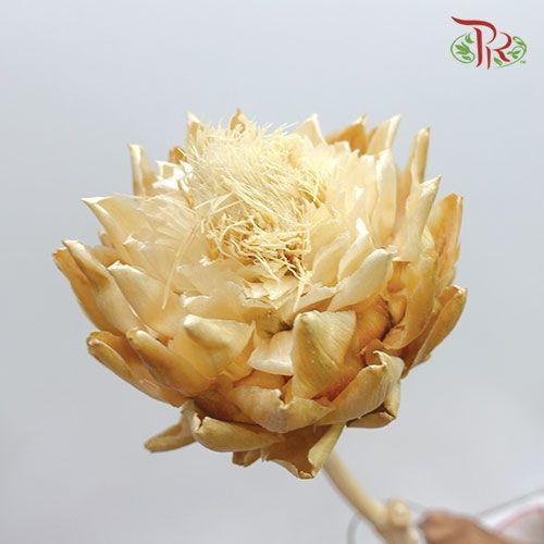 Dry Artichoke - Per Stem - Pudu Ria Florist