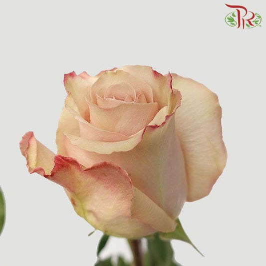 Rose - Quicksand (5 stems) - Pudu Ria Florist