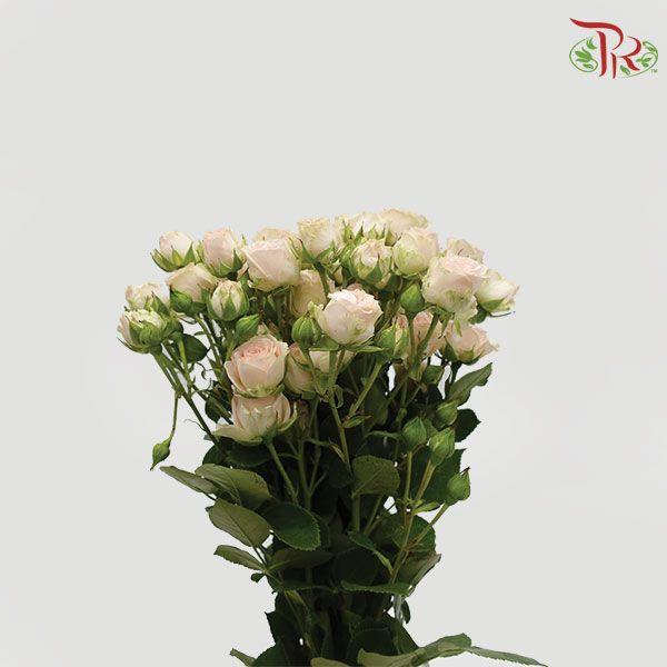 Rose Spray - Sweet Sara (10 Stems) - Pudu Ria Florist