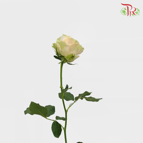 Rose - Gravity (10 Stems) - Pudu Ria Florist
