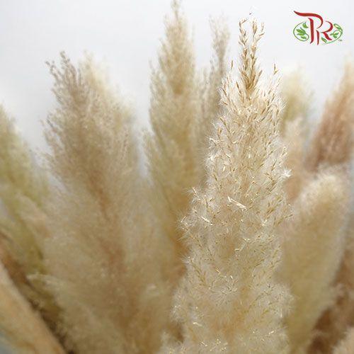 Dry Cortaderia Pampas 135cm - (5 Stems) - Pudu Ria Florist