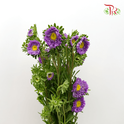 Aster - Purple (Per Bunch) - Pudu Ria Florist