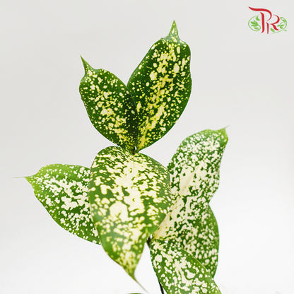 HW - Johor Leaf (Florida Beauty) - Pudu Ria Florist