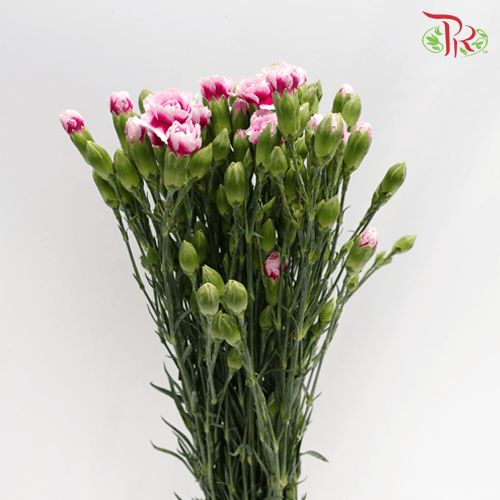 Carnation Spray - Violet (19-20 Stems) - Pudu Ria Florist