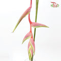 Pendula Pink - (Per Stem) - Pudu Ria Florist