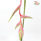 Pendula Pink - (Per Stem) - Pudu Ria Florist