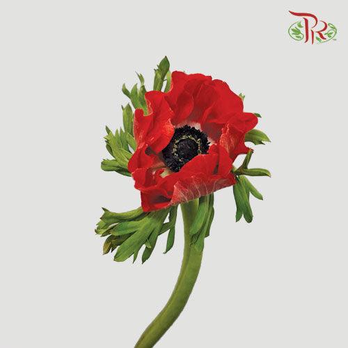 Anemone - Red (9-10 Stems) ***FRAGILE - Pudu Ria Florist