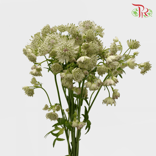 Astrantia - White (5 Stems) - Pudu Ria Florist