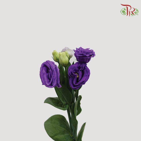 Eustoma - Purple (10 Stems) - Pudu Ria Florist