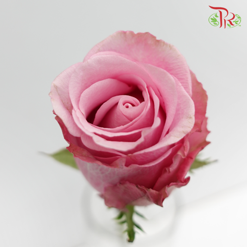 Rose Premium - Maritim (19-20 Stems) - Pudu Ria Florist