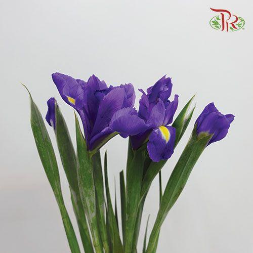 Iris - Purple (10 Stems) - Pudu Ria Florist