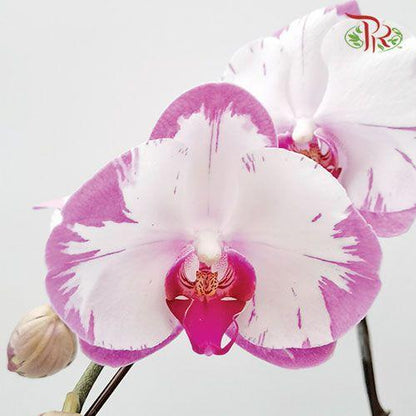 Phalaenopsis Orchid Tone Purple With Pink Lips *Excluded Vase* - Pudu Ria Florist