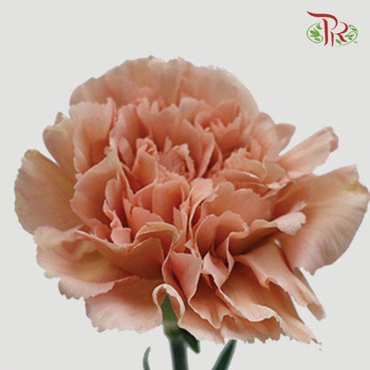 Carnation - Lege Marrone (10 Stems) - Pudu Ria Florist