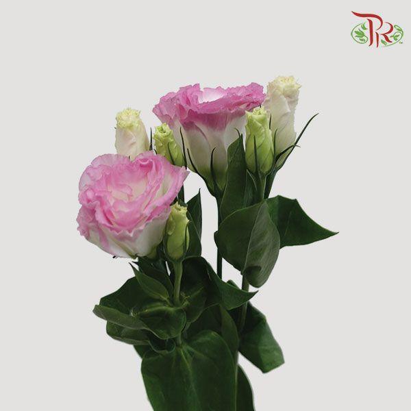Eustoma - Marble Pink 3 (10 Stems) - Pudu Ria Florist