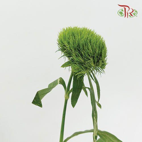 Green Tick - Per Bunch - Pudu Ria Florist