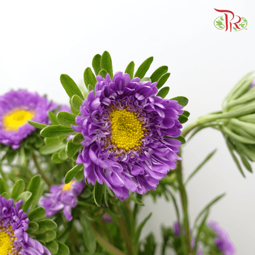 Aster - Purple (Per Bunch) - Pudu Ria Florist