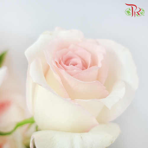 Rose Premium - Emma Pink (19-20 stems) - Pudu Ria Florist