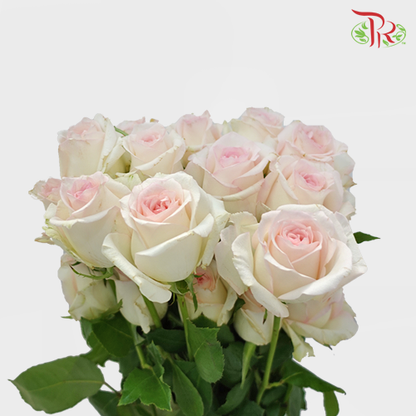 Rose Premium - Emma Pink (19-20 stems) - Pudu Ria Florist