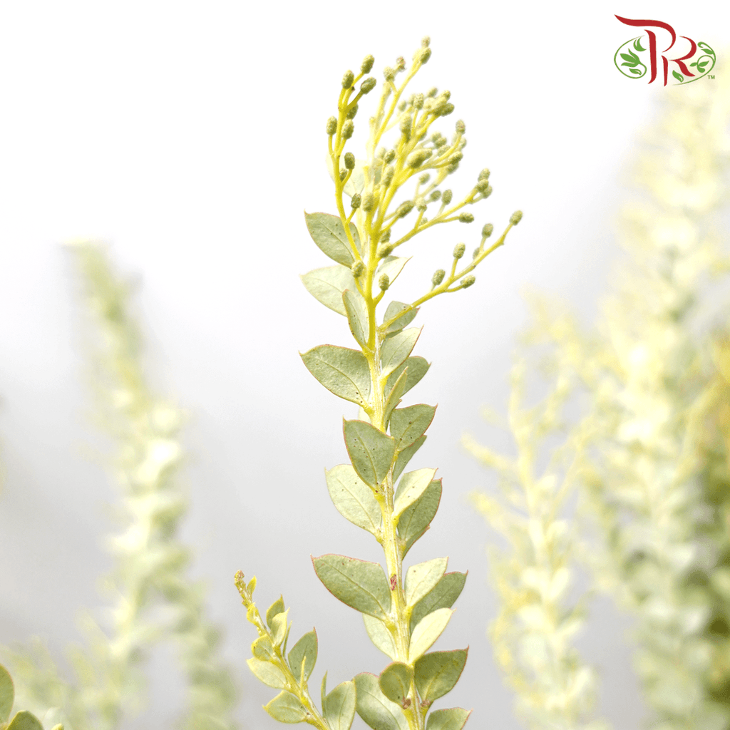Eucalyptus Triangle - (Per Bunch) - Pudu Ria Florist
