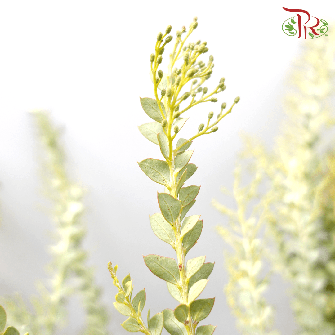 Eucalyptus Triangle - (Per Bunch) - Pudu Ria Florist