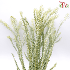 Eucalyptus Triangle - (Per Bunch) - Pudu Ria Florist