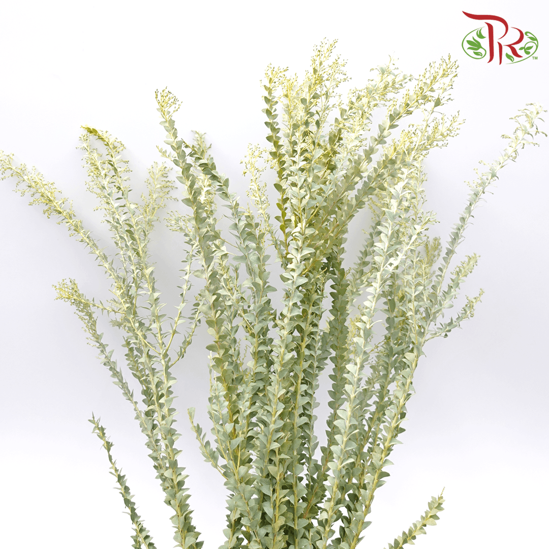 Eucalyptus Triangle - (Per Bunch) - Pudu Ria Florist