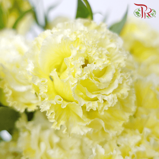 Eustoma - Yellow (700-800 Gram) - Pudu Ria Florist