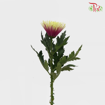 Anastasia / Net Mum Chrysanthemum - Chispa Purple (12 Stems) - Pudu Ria Florist