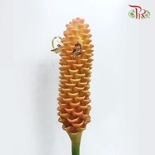 Wild Ginger (L) - (2 Stems) - Pudu Ria Florist