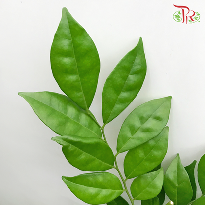 HW - Jasmine Leaf - (Bunch) - Pudu Ria Florist