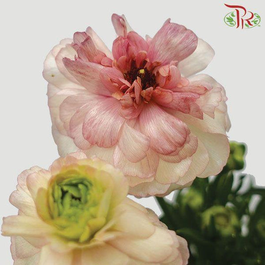 Ranunculus Butterfly - Light Pink (9-10 stems) *Fragile - Pudu Ria Florist