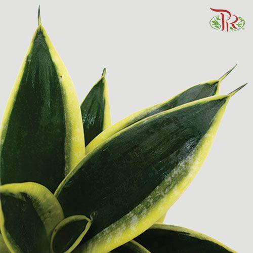 Sansevieria Golden Hanii 《金边短叶虎尾兰》- DARK GREEN - Pudu Ria Florist