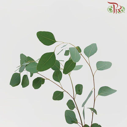 Eucalyptus - Silver Dollar (Per Bunch) - Pudu Ria Florist