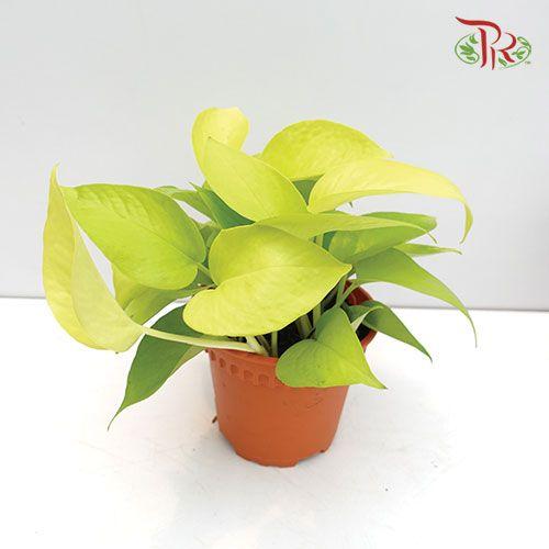 Money Plant Gold - Epipremnum spp《万年青》 - Pudu Ria Florist