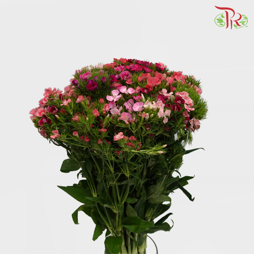 Sweet William Barbatus - (Per Bunch) - Pudu Ria Florist