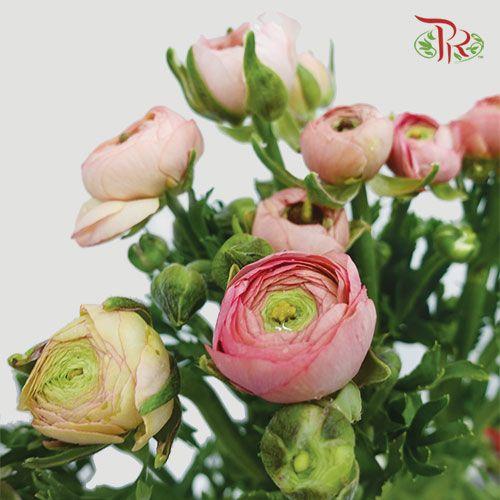 Ranunculus - Champagne (10 Stems) *Small Bud (Fragile) - Pudu Ria Florist