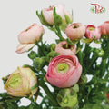 Ranunculus - Champagne (10 Stems) *Small Bud (Fragile) - Pudu Ria Florist
