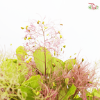 Cotinus - (Per Bunch) - Pudu Ria Florist