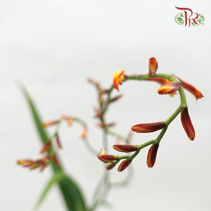 Crocosmia - Orange (Per Bunch) - Pudu Ria Florist