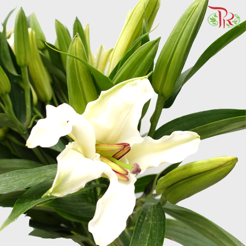 Lily White 3+ - (5 Stems) - Pudu Ria Florist