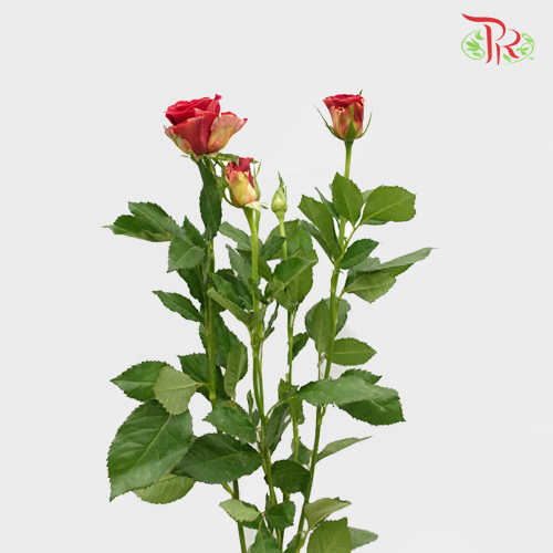 Rose Spray - Pretty (10 Stems) - Pudu Ria Florist