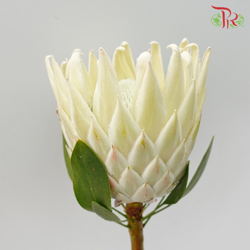 Protea Full Moon - (2 Stems) - Pudu Ria Florist