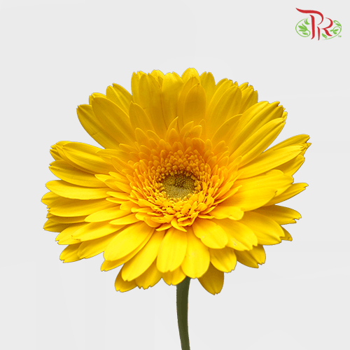 Gerbera - Yellow With Green Heart (9-10 Stems) - Pudu Ria Florist