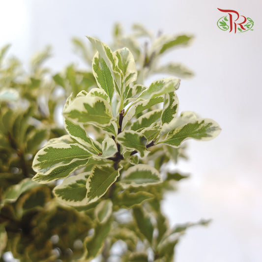 Pittosporum Small Leaf (Bunch) - Pudu Ria Florist