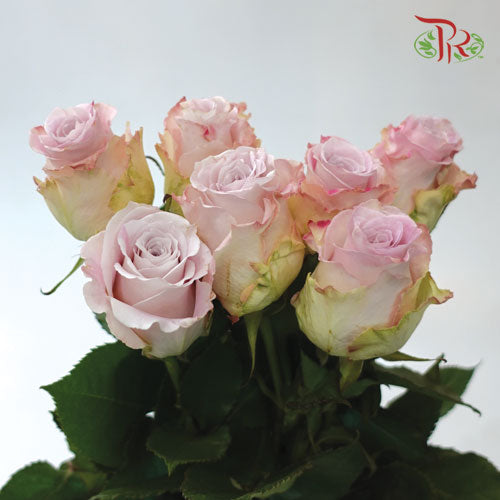Ceres Rose - Faith (10 Stems) - Pudu Ria Florist