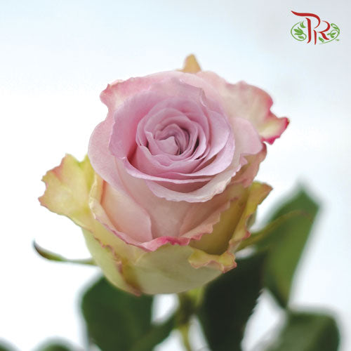 Ceres Rose - Faith (10 Stems) - Pudu Ria Florist