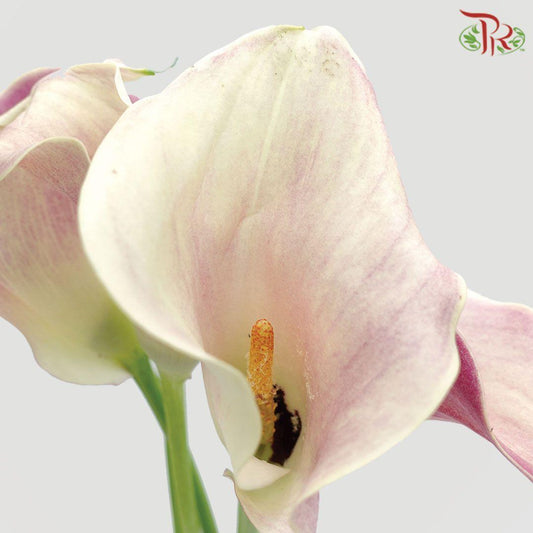 Calla Lily - Honeymoon (5 Stems) - Pudu Ria Florist